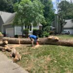 Affordable tree removal services