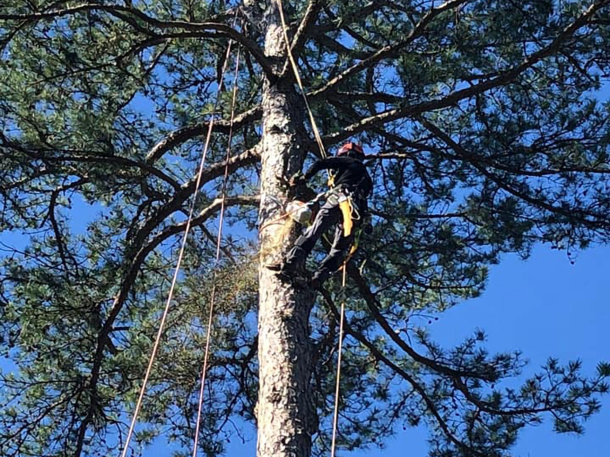 Tree Cabling Services