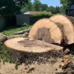 Tree Removal Project